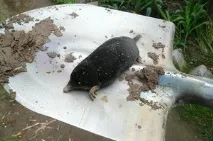 Кроти на городі городі