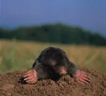 Кроти на городі лише