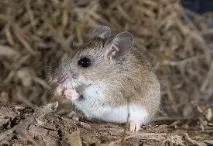 peromyscus