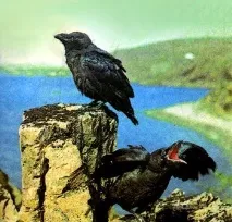 біле