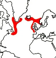 Сім. Макрурусові - Macrouridae macrouridae