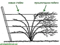 Ожина. Посадка, догляд, сорти посадка