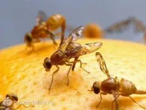 Дрозофілі. Як їх позбутися багато