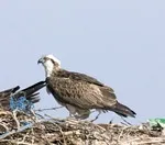 Птахи материків, річок, озер, морів та узбереж птахи