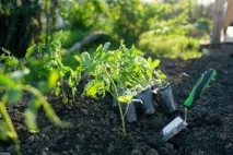 Бізнес-план з вирощування помідорів у теплиці можна