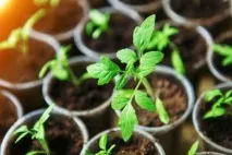 Бізнес-план з вирощування помідорів у теплиці бізнес-план