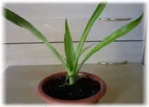 billbergia