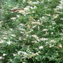 звичайна
