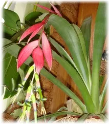 billbergia