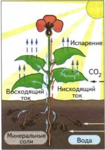 Біосистема, Біологія біологія