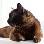 кішка