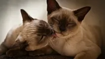 кішка