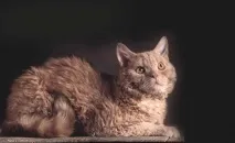 Богемський (чеський) рекс, OMEDVET дуже