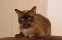 кішка