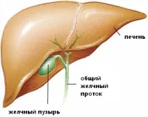 Болить печінку, що робити печінки