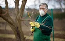 Чим обробити плодові дерева ранньою весною від шкідників ранньою