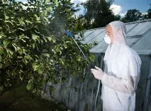 Чим обробити плодові дерева ранньою весною від шкідників обробити
