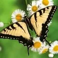 Квітка () 7 букв - пошук слів за маскою та визначенням, відповіді на сканворди букв