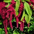 Квітка () 7 букв - пошук слів за маскою та визначенням, відповіді на сканворди квітка