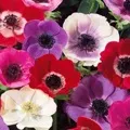 Квітка () 7 букв - пошук слів за маскою та визначенням, відповіді на сканворди пошук
