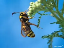 циліндричний