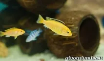 Labidochromis