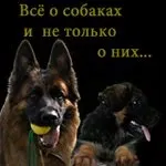 Дресирування собак На Семи вітрах Московська область вітрах