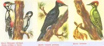 ДЯТЕЛ Птахи наших лісів Види дятлів Фото, Берендейка - Лісова ведуня наших