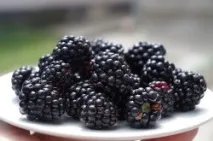 Ожина корисні властивості та протипоказання корисні