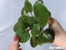 фітальний