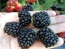 Ожина Лох Несс опис сорту, вирощування та догляд ожина