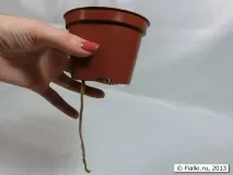 фітальний