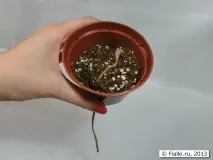 фітальний