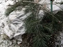 Ожина Лох Несс опис сорту, вирощування та догляд несс