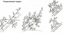 Формування крони формування