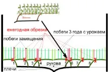 резитба