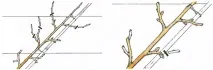 Формування крони формування