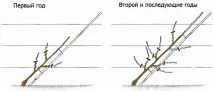 Формування крони формування
