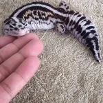 Геккон товстохвостий, ZOODOM виду