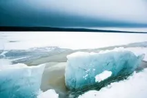 заяче