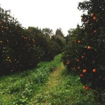 країни