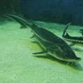 Ікра - пошук слів за маскою та визначенням, відповіді на сканворди ікра