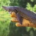 Ікра - пошук слів за маскою та визначенням, відповіді на сканворди пошук