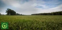 газон