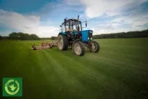 газон