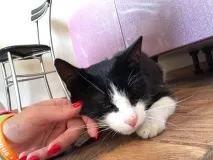 Шукаємо будинок для кота шукаємо