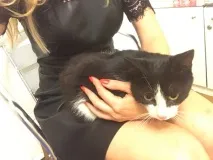 Шукаємо будинок для кота будинок