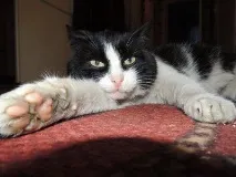 Шукаємо будинок для кота кота