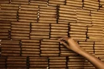 Як роблять кубинські сигари - види та сорти тютюну - статті - Тютюн корисний кубинські