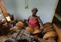 Як роблять кубинські сигари - види та сорти тютюну - статті - Тютюн корисний сигари